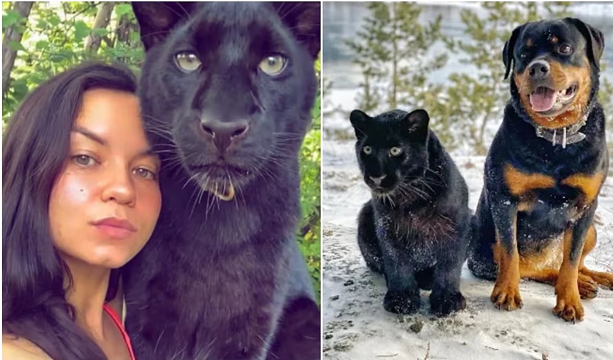 ``பூனை என்று நினைத்து கருஞ்சிறுத்தையை வளர்த்த பெண்'' இறுதியில் என்ன நடந்தது?!