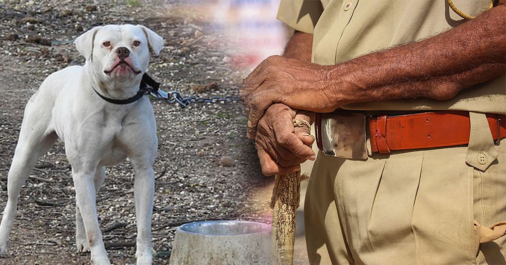 காக்கி உடையைப் பார்த்தால் அட்டாக்; நாய்களுக்குப் பயிற்சி - போதைப்பொருள் வியாபாரியின் ஷாக் பிளான்