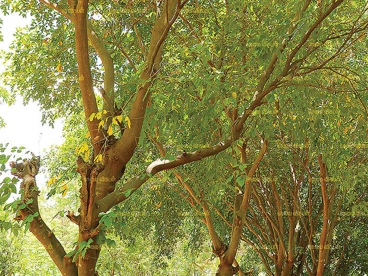 ஆண்டுக்கு 1,15,000 ரூபாய்...
புங்கன் மரம் கொடுக்கும் பரிசு!