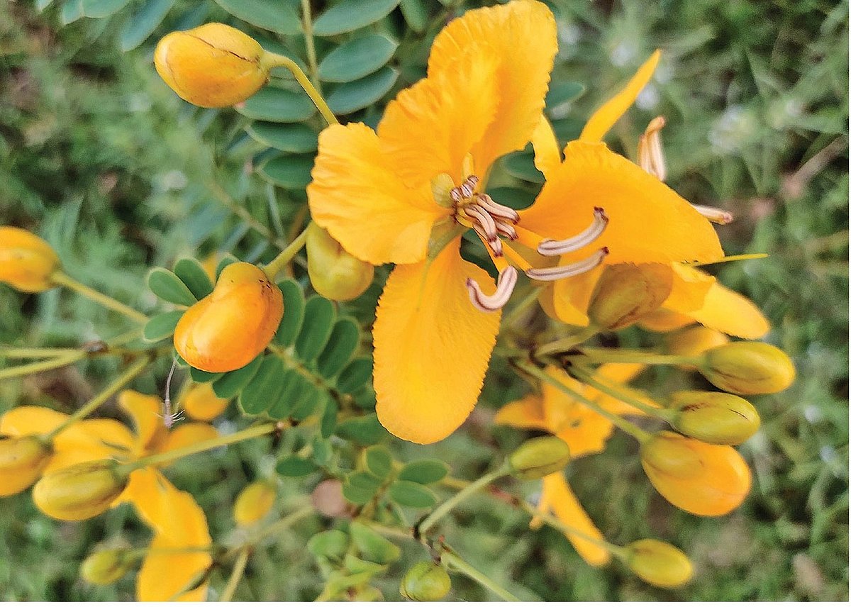 காயகற்ப மருந்து ஆவாரை... ஆரோக்கியத்துக்கும் அழகுக்கும் அள்ளித்தரும் பலன்கள்!