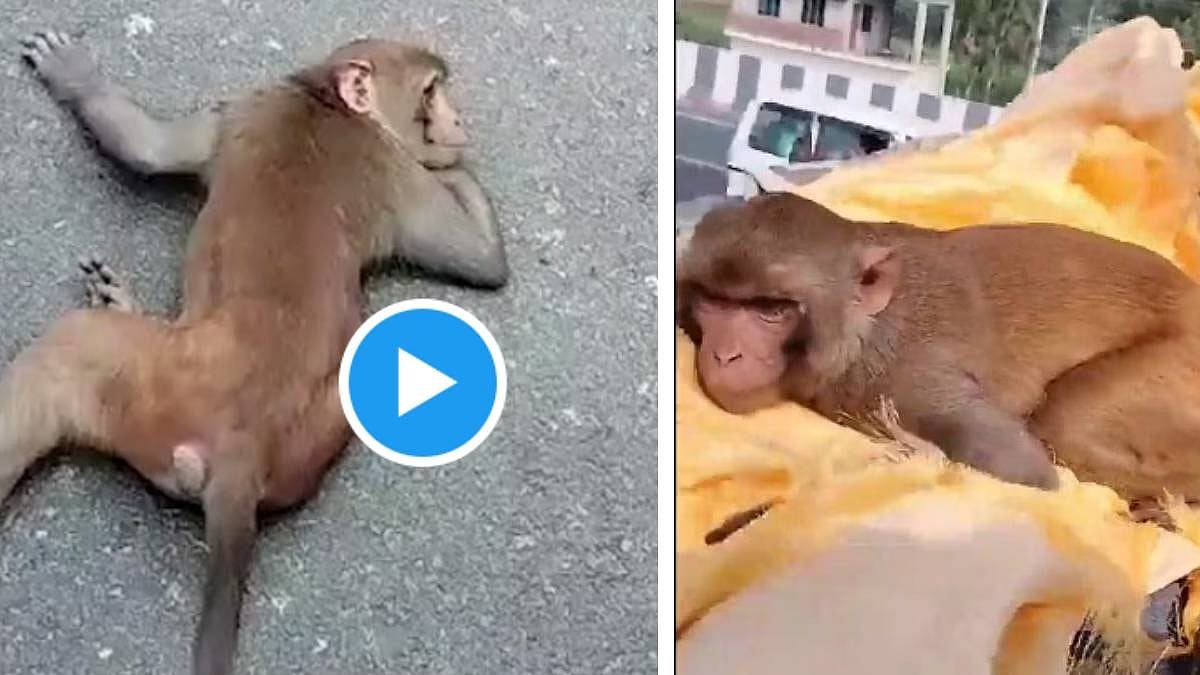 40 கி.மீ பயணம்; தனக்கு உணவளித்தவரின் இறுதிச்சடங்கில் கலந்துகொண்ட குரங்கு! - நெகிழவைக்கும் வீடியோ