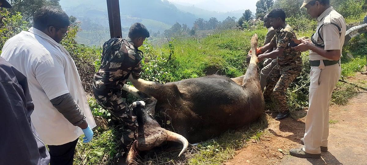 காட்டுமாடு சுட்டுக் கொல்லப்பட்ட விவகாரம்; கேரள பதிவெண்கொண்ட வாகனம் பறிமுதல்... நெருங்கும் வனத்துறை!