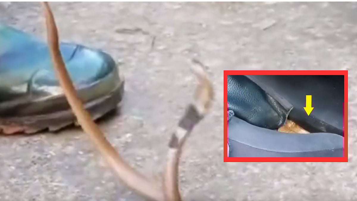 கேரளா: ஹெல்மெட்டுக்குள் மறைந்திருந்த பாம்பு... சுதாரித்ததால் தப்பிய நபர் - என்ன நடந்தது?