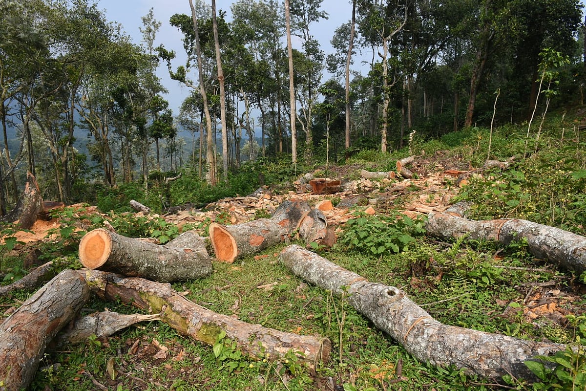 `5 ஆண்டுகளில் 60 லட்சம் மரங்கள் மாயம்' என்ன காரணம்?
சாட்டையை எடுத்த பசுமைத் தீர்ப்பாயம்!