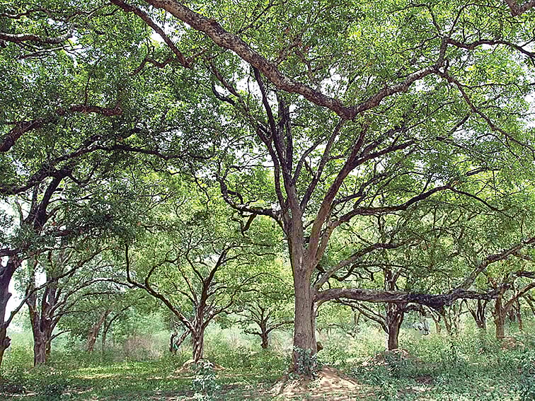 எண்ணெய், சர்க்கரை,
தேர்... இலுப்பையில் இத்தனை சிறப்புகளா?