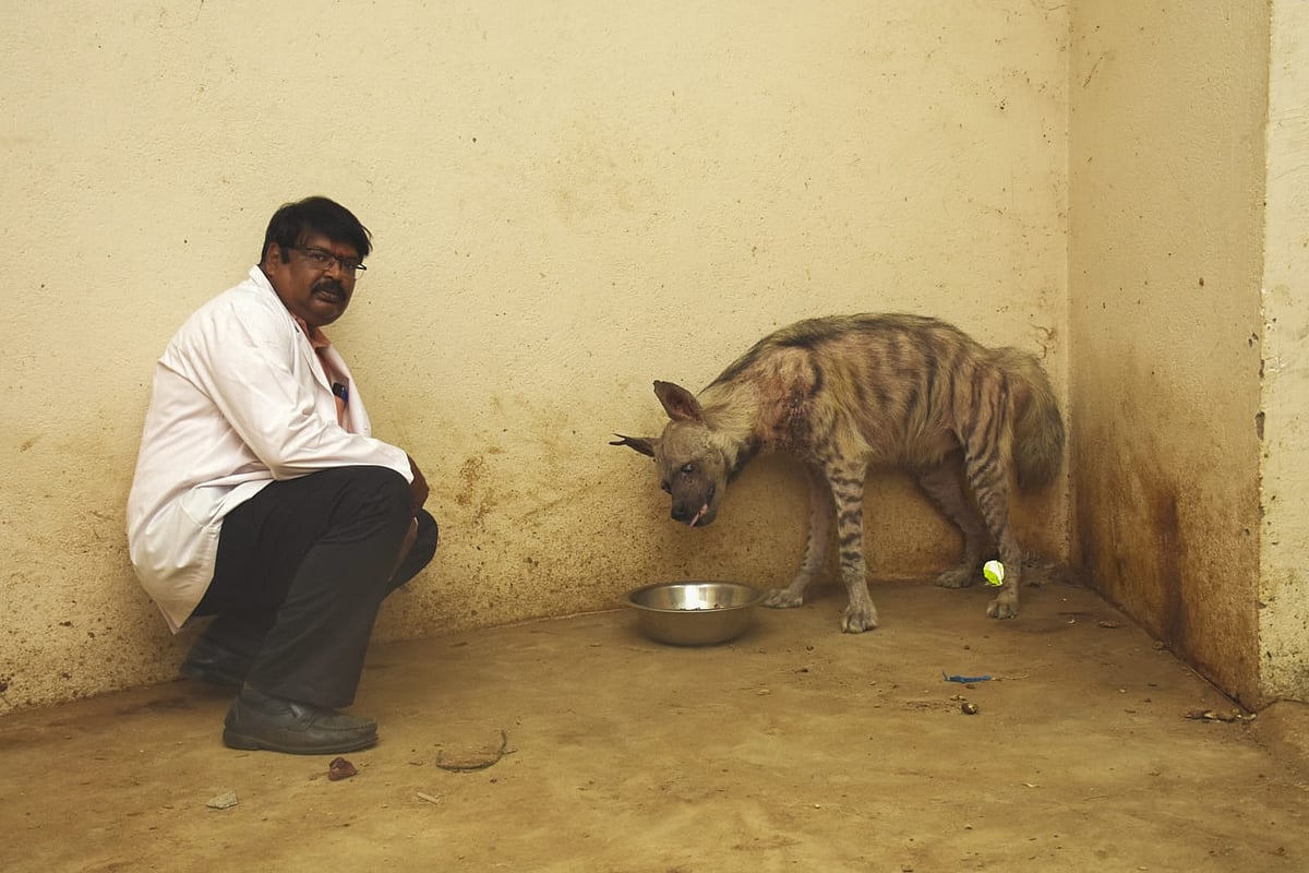 Leo: உயிருக்கு போராடிய ஹைனாவை மீட்டு மறுவாழ்வு கொடுத்த மருத்துவர் - ரியல் பார்த்திபனின் கதை