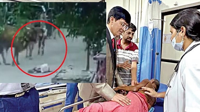 சென்னை: மாடு முட்டி சிகிச்சையில் இருந்த முதியவர் பரிதாப பலி - நடந்தது என்ன?