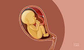 தருமபுரி: பாலினம் கண்டறியும் குழுவுக்கு இடைத்தரகராகச் செயல்பட்ட சத்துணவு சமையலர்; சிக்கியது எப்படி?