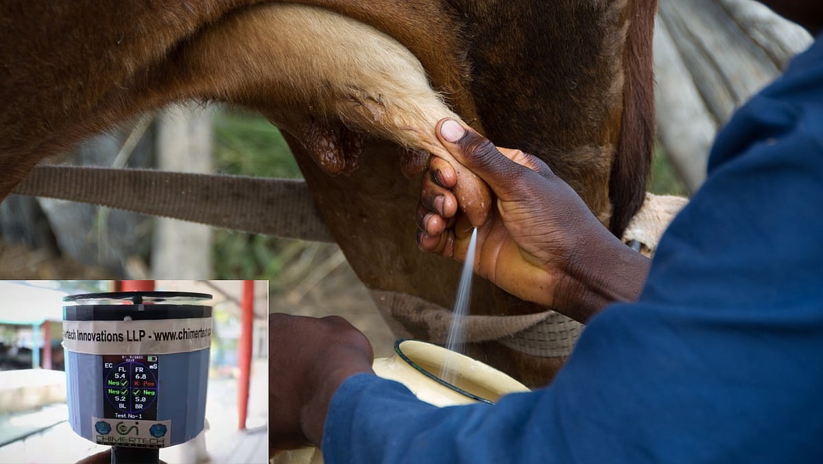 பணத்தை மிச்சமாக்கும் கருவி; மாடுகளின் நோயை... ஆரம்ப நிலையிலேயே கண்டறியலாம்!