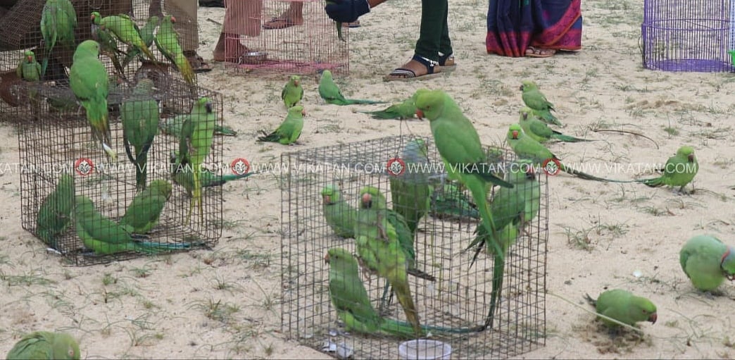 ராமேஸ்வரம்: மீட்கப்பட்ட வளர்ப்பு பறவைகள்... கூண்டை திறந்தும் பறக்க முடியாமல் பரிதவித்த கிளிகள்