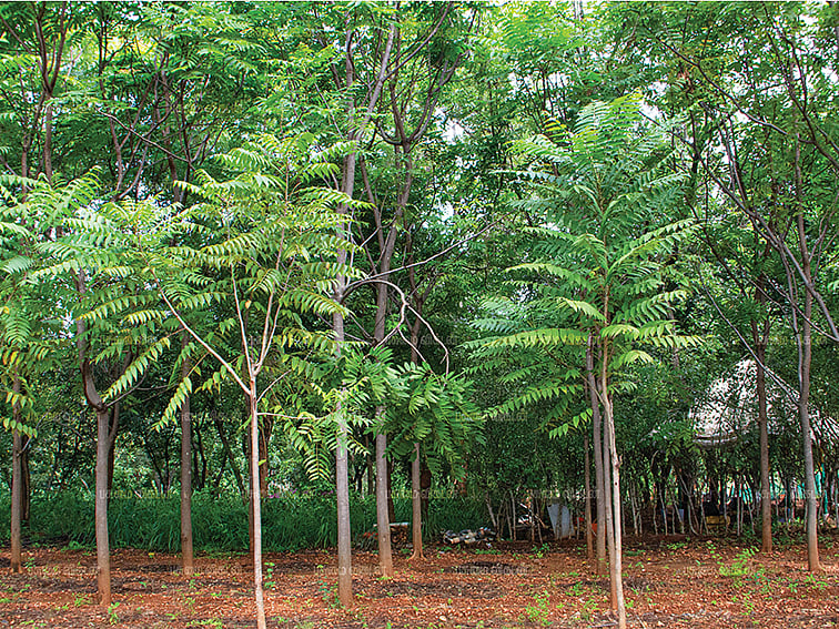 எரிசக்தி, பிளைவுட்,
தடிமரம்... பலவித பயன்கள் கொடுக்கும் சந்தன வேம்பு!