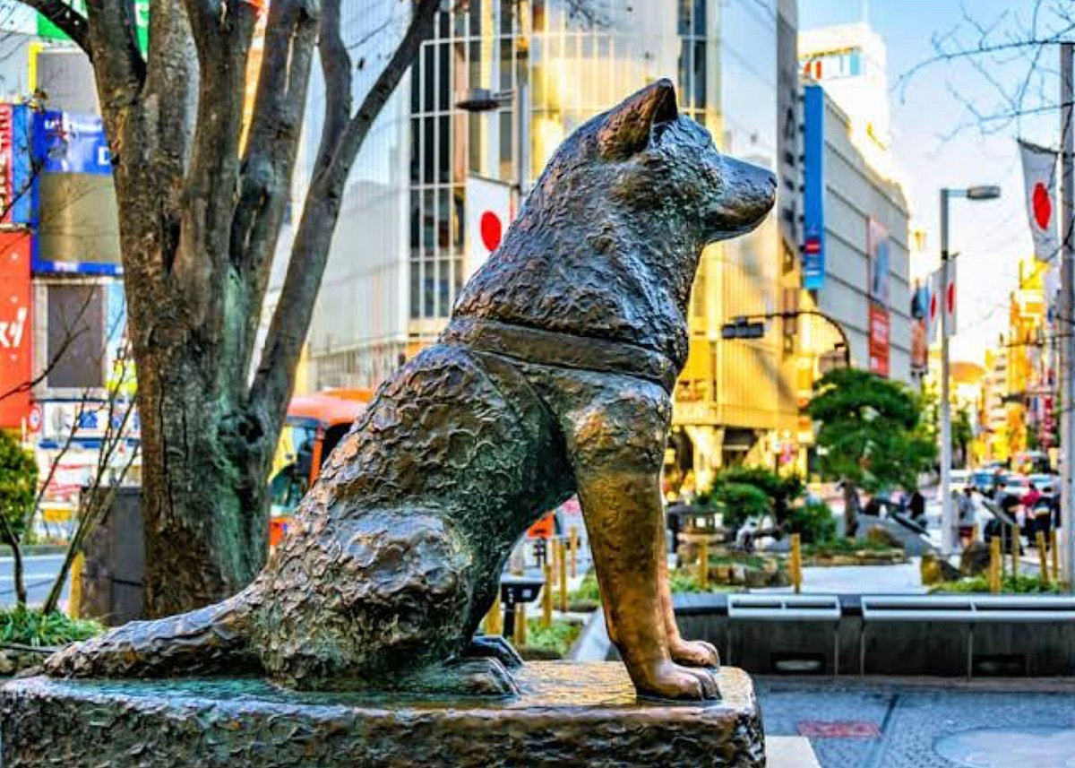 `உலகின் மிகவும் விசுவாசமான நாய்’ - 100 ஆண்டுகளை தொட்ட ஹச்சிகோவின் உருக்கமான கதை!