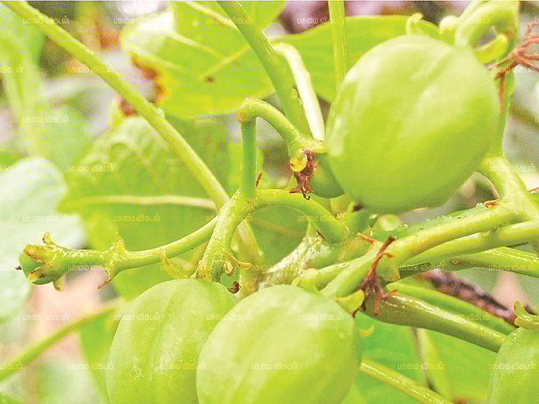 காட்டாமணக்கு முதல் சொர்க்கம் வரை... எண்ணெய் உற்பத்திக்கு கைகொடுக்கும் மரங்கள்!