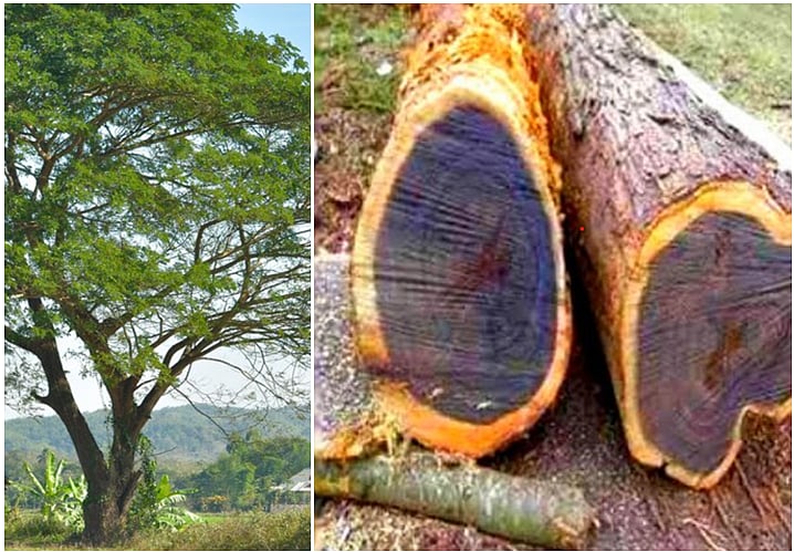 கருங்காலி மரம்... உருட்டுகளும் 
 உண்மைகளும்..! #Trending