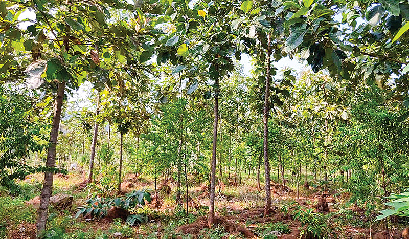 சந்தனம், தேக்கு மரங்களை Geo-tag  செய்ய வேண்டும்... 
மரம் வெட்டுவதை தடுக்க நடவடிக்கை! 