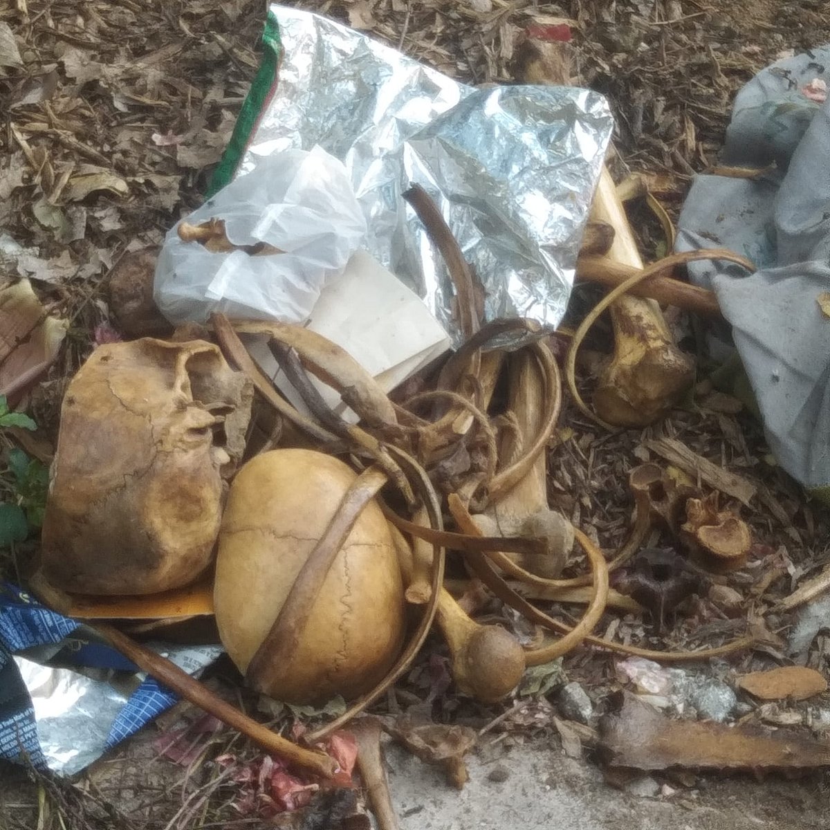 மருத்துவமா... மாந்திரீகமாக... குப்பைத் தொட்டியில் கண்டறியப்பட்ட மண்டை ஓடு! - கோவை `திகில்'