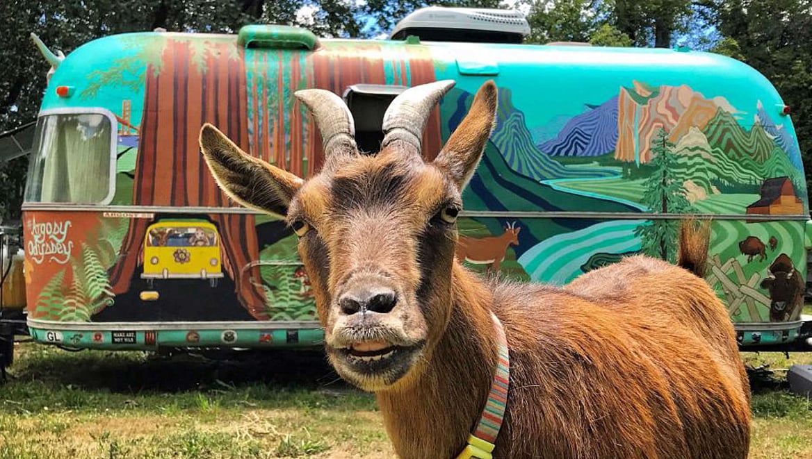 `ஆட்டுக்கு வந்த வாழ்வு'... ஆடுடன் பல நாடுகளுக்கு பயணம் செய்யும் அமெரிக்கத் தம்பதி!