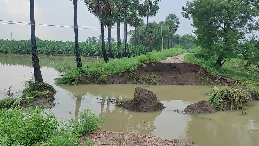 திருநெல்வேலி: மலைப்பாம்பு, தேள், சூழ்ந்த வெள்ளம்... 40 மணிநேரம் பனை மரத்தில் தொங்கிய  இளைஞர்!