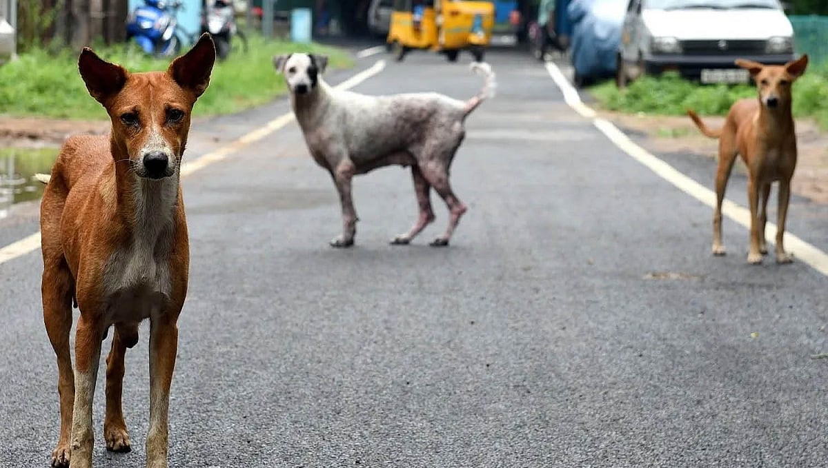 அதிகரிக்கும் தெருநாய்களின் எண்ணிக்கை: முதல்வர் ஸ்டாலின் பிறப்பித்த 5 முக்கிய உத்தரவுகள் என்னென்ன?