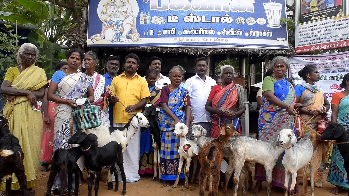 11 பெண்களுக்கு வெள்ளாடுகள்; மொய்விருந்து நடத்தி உதவிய டீக்கடைகாரர்... பாராட்டுக்குரிய முயற்சி!