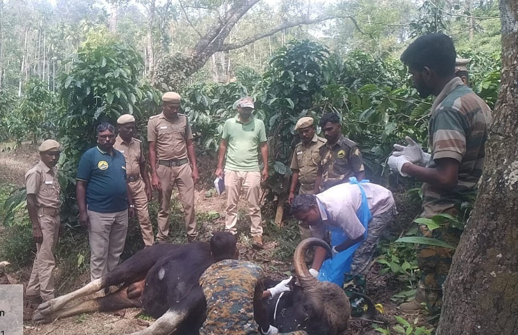 நீலகிரி: தலையிலும், வயிற்றிலும் பாய்ந்த தோட்டாக்கள்; துடித்து இறந்த காட்டுமாடு - தொடரும் கொடூரங்கள்