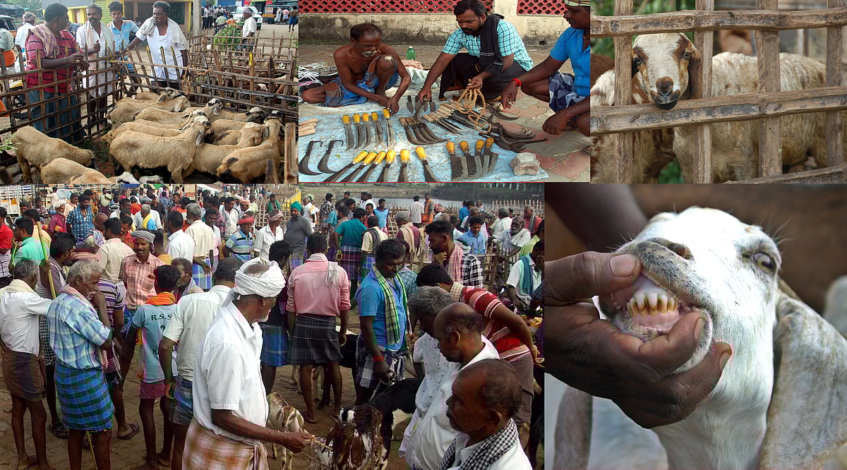 குவிந்த ஆடுகள்; அருவா... தைப்பொங்கல் விழாவையொட்டி களைகட்டிய தூத்துக்குடி எட்டையபுரம் ஆட்டுச் சந்தை