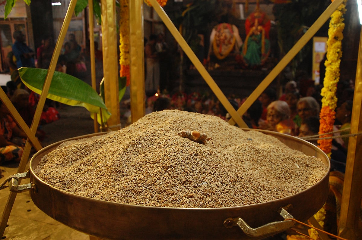 திருநெல்வேலி எனப் பெயர் கொடுத்த `நெல்லுக்கு வேலியிட்ட திருவிளையாடல் விழா!' | Photo Album