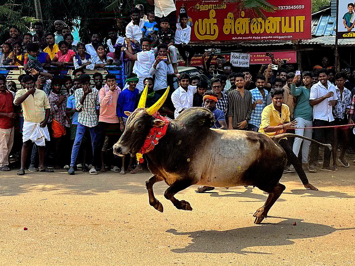 சிவகங்கை சிங்கம்புணரியில் நடைபெற்ற மஞ்சுவிரட்டு; களைகட்டிய மக்கள் கூட்டம்| Photo Album
