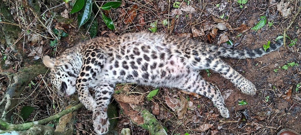 நீலகிரி: தேயிலை தோட்டத்தில் இறந்து கிடந்த சிறுத்தை குட்டி; விசாரணையில் வனத்துறை - தொடரும் சோகம்