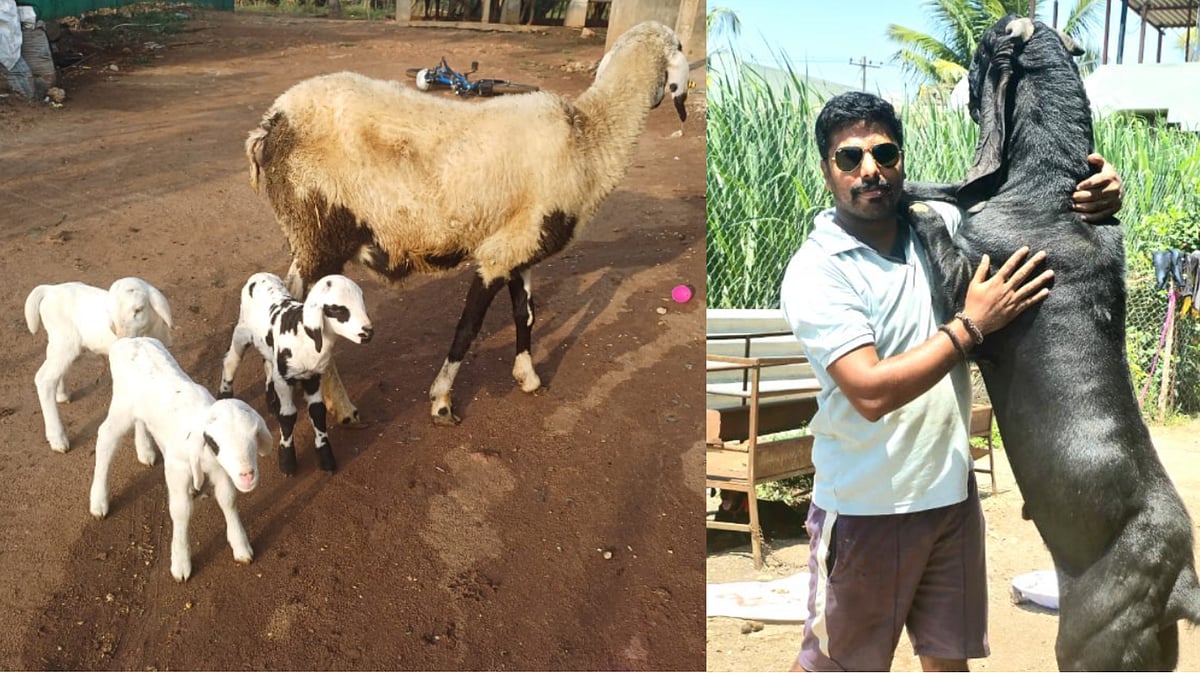 ஆண்டுக்கு ரூ.30 லட்சம்...
ஆடு வளர்ப்பில் 
அசத்தும் பட்டதாரி இளைஞர்! 