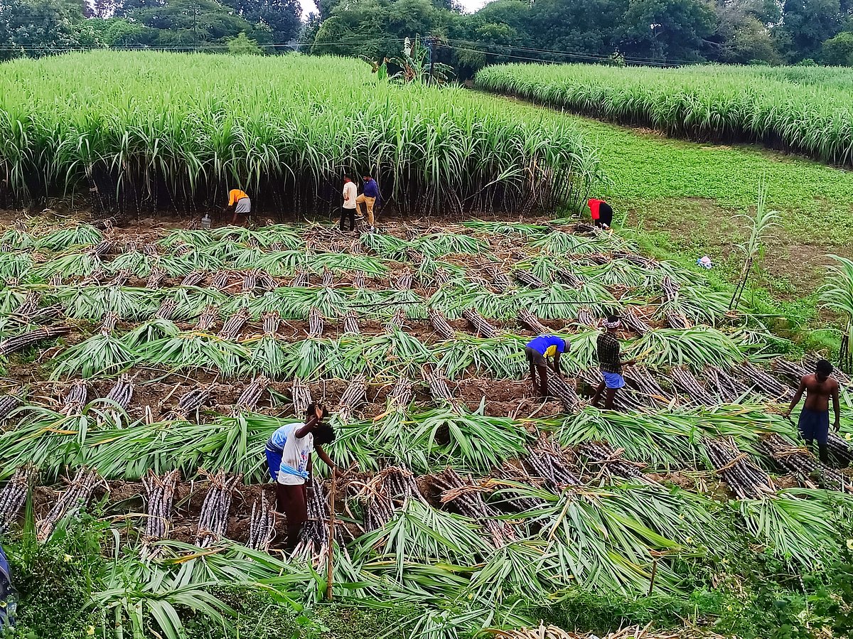 நெருங்கும் பொங்கல்... தீவிரமடையும் பன்னீர் கரும்பு அறுவடை பணிகள்! | Photo Album