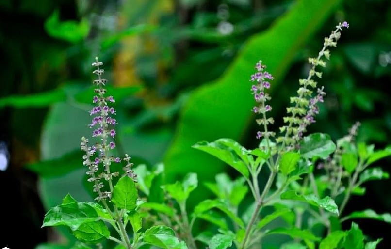 ஏக்கருக்கு ரூ.40,000 வருமானம்... ஏற்றுமதிக்கு ஏற்ற துளசி..!