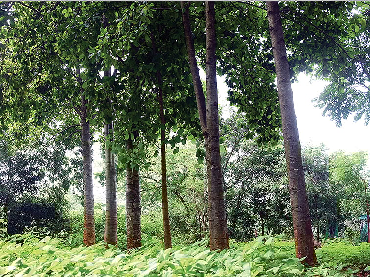 பலவிதமான பயன்கள் நிறைந்த
நீர்க் கடம்பு!