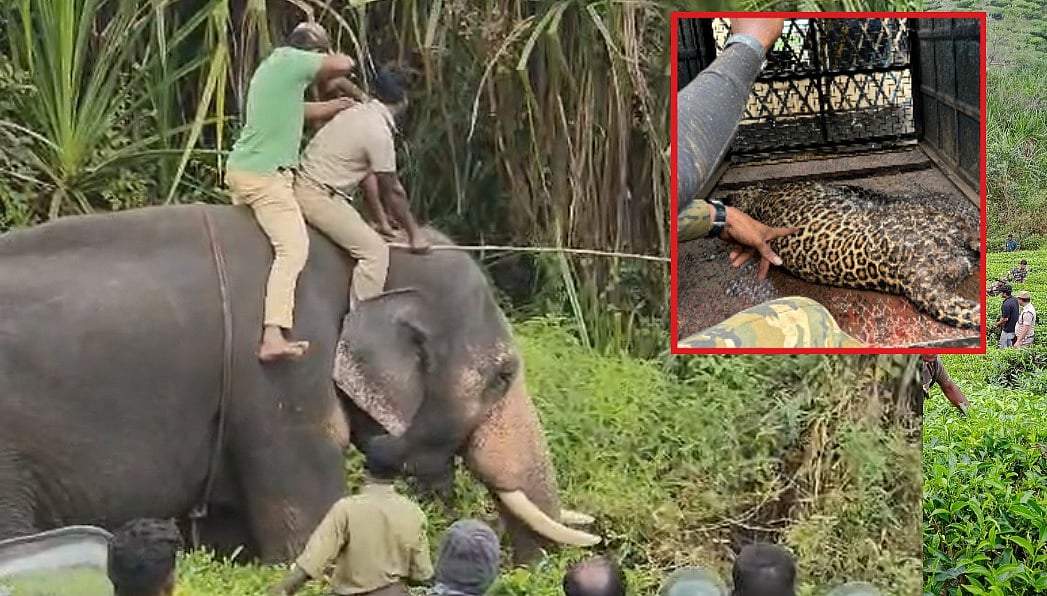 இருவரைக் கொன்ற சிறுத்தை; கும்கி உதவியுடன் களமிறங்கிய வனத்துறை... மயக்க ஊசி செலுத்தி பிடிக்கப்பட்டது!