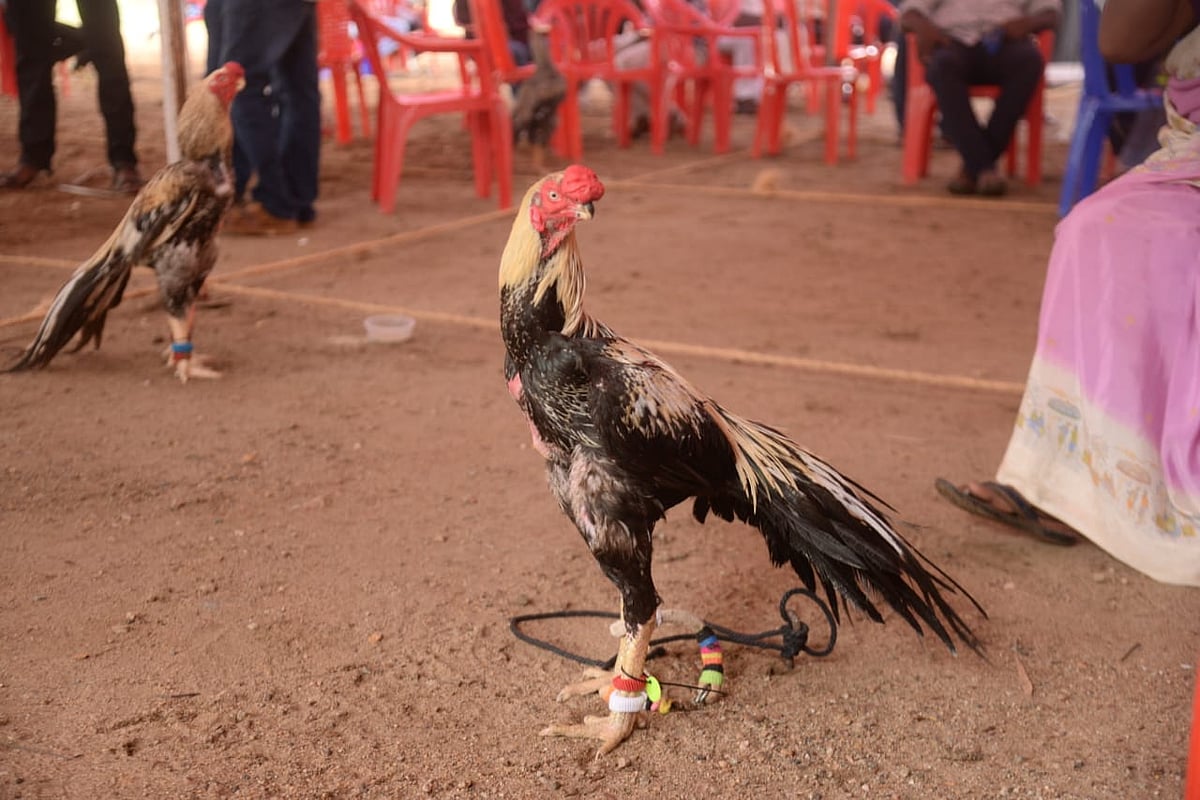 ஒரு சேவல் ரூ.3 லட்சம்...
கண்காட்சியில் கவனம் ஈர்த்த
மயில், காகம், கீரி சேவல்கள்!
