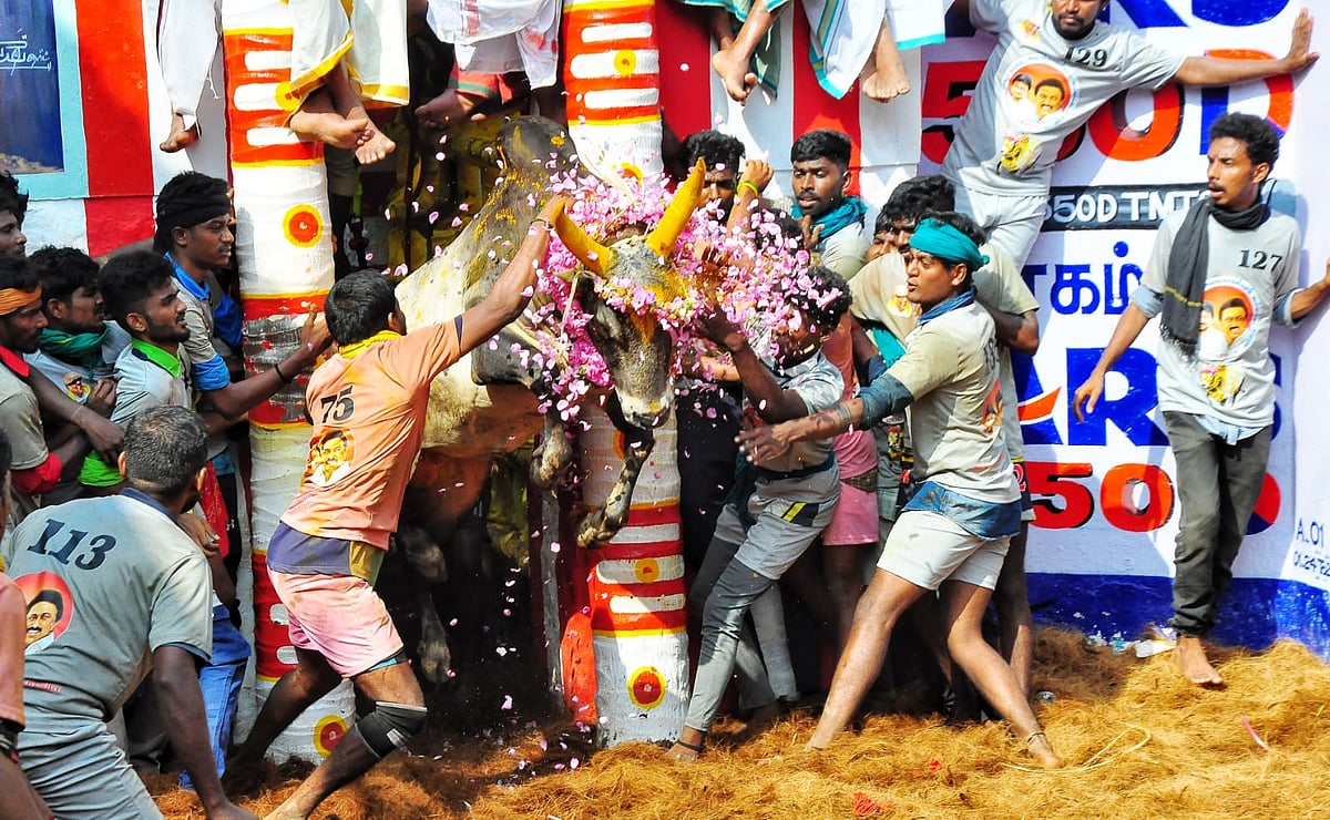 ஜல்லிக்கட்டு: `காளை வளர்த்தால் உதவித்தொகை; தேர்தல் வாக்குறுதி என்னாச்சு?’ - கேட்கும் காளை வளர்ப்போர்