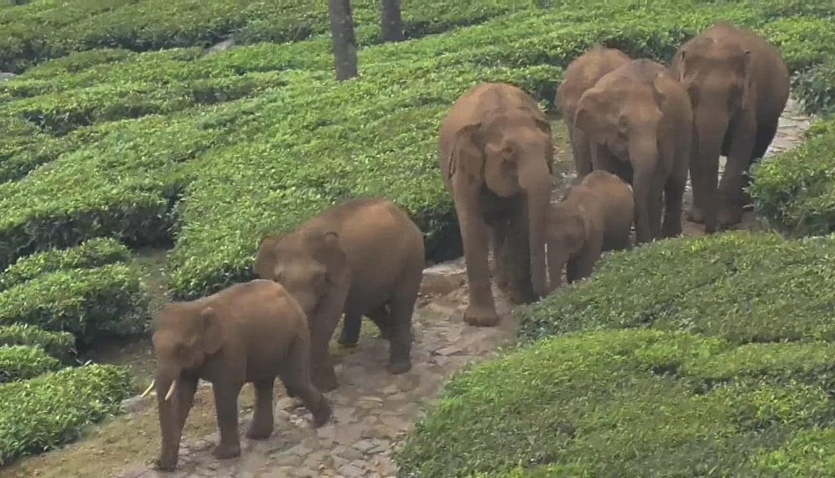 Nilgiris: 15 வீடுகளை சேதப்படுத்திய யானைகள்... பாதை மாறி ஊருக்குள்‌ நுழைய என்ன காரணம்?