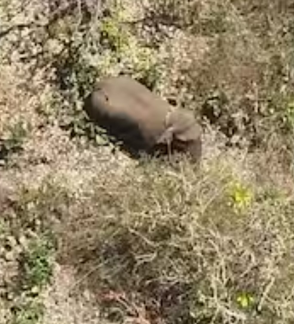 வன விலங்கு - மனித எதிர்கொள்ளல்; முதல்வருக்கு ராகுல் கடிதம்  - வயநாட்டில் டிஜே பார்ட்டிக்கு தடை