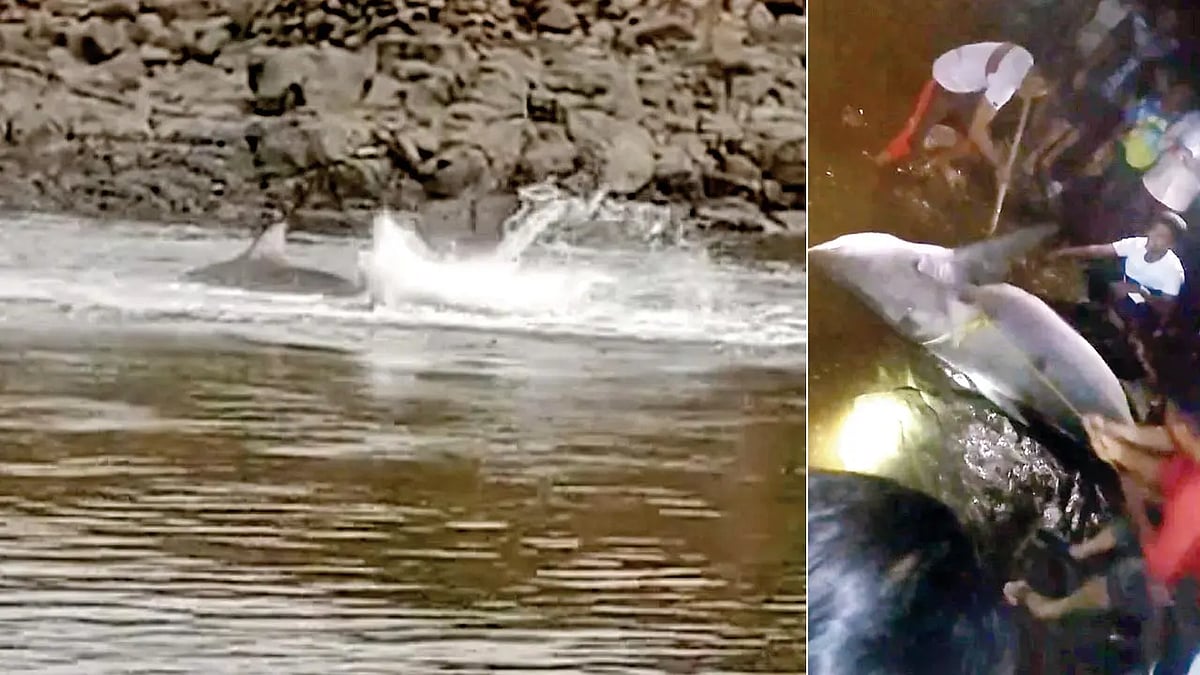 மும்பை: இரைதேடி கடலிலிருந்து ஆற்றுக்கு வந்த சுறா மீன்... மீனவரின் காலை கடித்து இழுத்ததால் அதிர்ச்சி 