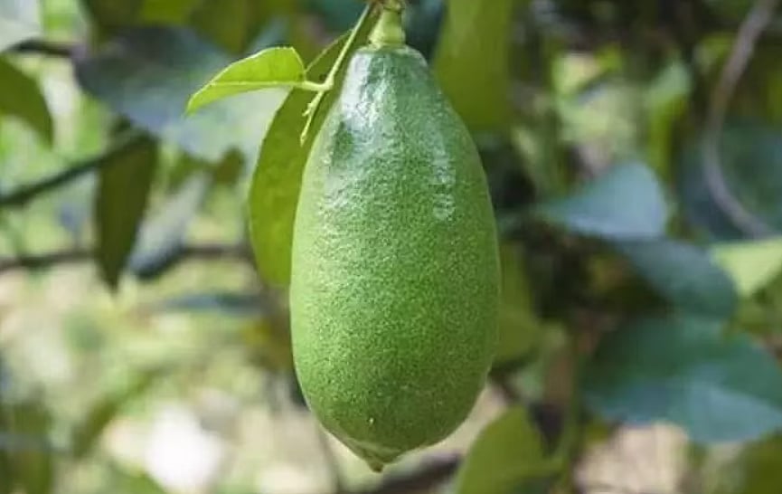 Kaji Nemu: எலுமிச்சையை மாநில பழமாக அறிவித்த அரசு... இந்தப் பழத்தின் சிறப்புகள் தெரியுமா? 