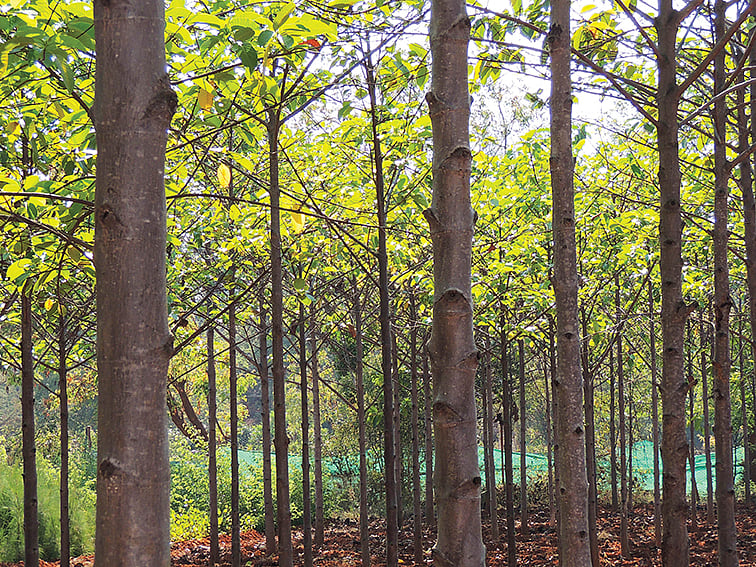 3 ஆண்டுகள் ரூ.5,500; 10 ஆண்டுகள் ரூ.10,000; தீக்குச்சி, தடிமரப் பயன்பாட்டில் வெள்ளைக் கடம்பு!