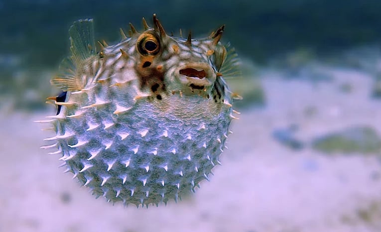 சயனைடைவிட 1,000 மடங்கு விஷம்... நண்பர் பரிசளித்த மீனை சாப்பிட்டவர் உயிரிழந்த சோகம்?!