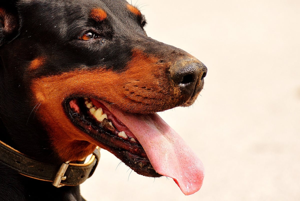 Doberman: டாபர்மேன் நாய்களுக்கு வால், காது இருக்காது... ஏன் தெரியுமா?!