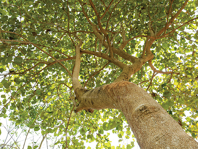 8 லட்சம்... 6 ஆண்டுகள்,
100 டன்! குமிழ் மரம் தரும்
குதூகலமான வருமானம்!