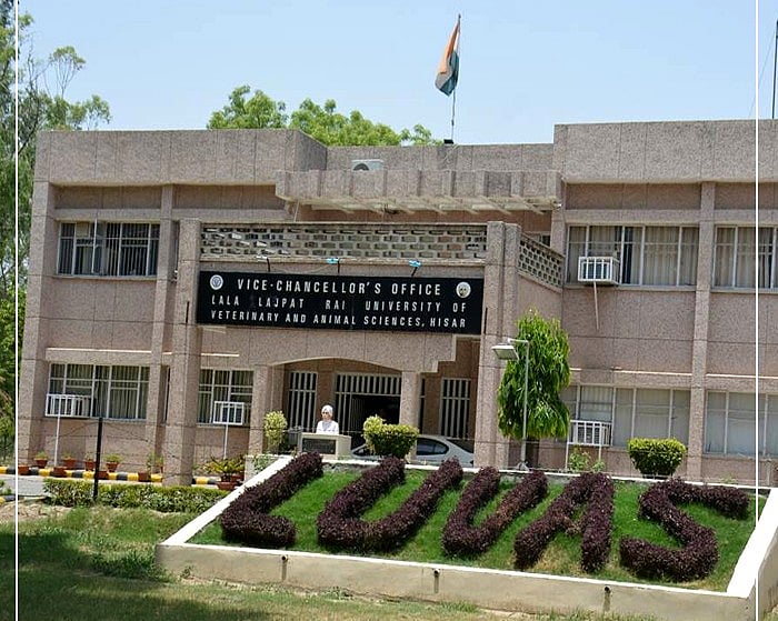 கல்லூரி வளாகம்; 8 வயது மகளை கழுத்தை அறுத்துக் கொலை செய்து பேராசிரியர் தற்கொலை - ஹரியானா அதிர்ச்சி