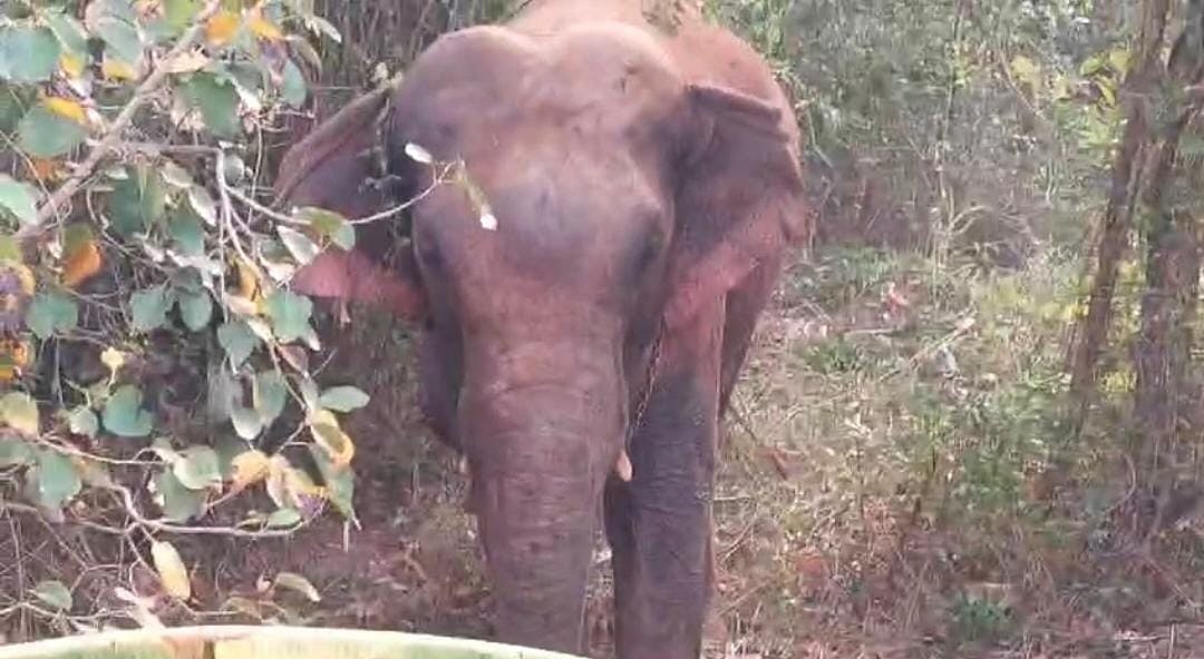 தேநீர் குடிக்கச் சென்ற பாகன்... லாரியில் இருந்து இறங்கி ஓடிய வளர்ப்பு யானை - கேரளாவில் பரபரப்பு!