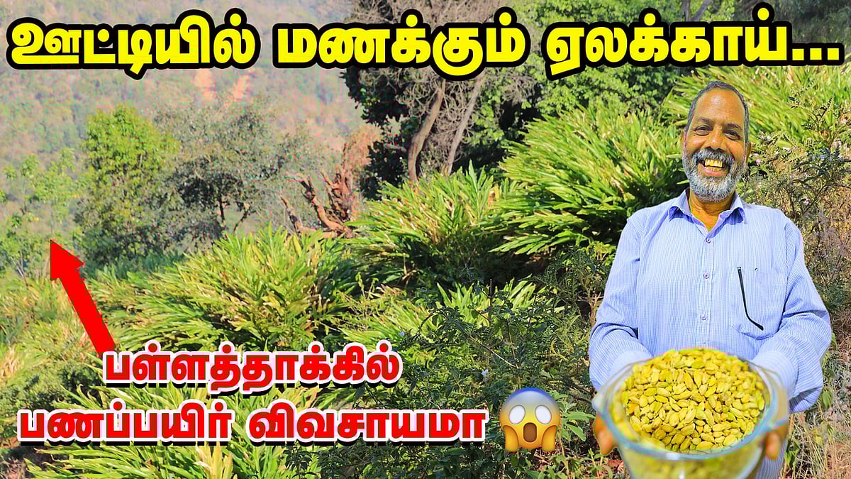 பள்ளத்தாக்கில் பணப்பயிர்... ஏலக்காய் சாகுபடியில் அசத்தும் ஊட்டி விவசாயி!