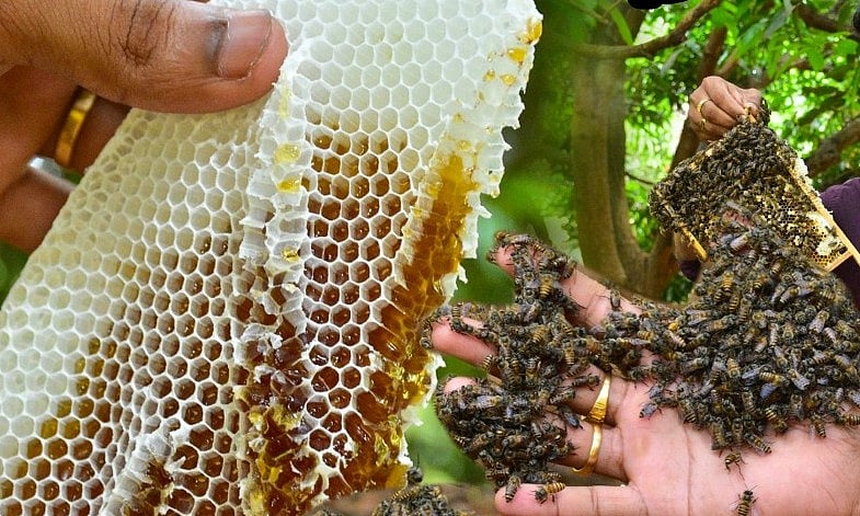 'தேனீ வளர்ப்பு, காய்கறி வண்டிக்கு மானியம்' – புதுச்சேரி அரசு அறிவிப்பு; விண்ணப்பிப்பது எப்படி?