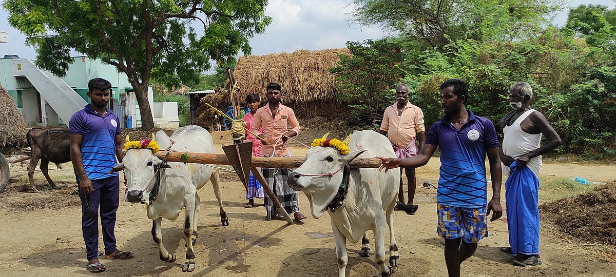 மானாவாரியில் மகத்தான மகசூல்... சித்திரை முதல் நாளில் பொன்னேர் பூட்டுவதன் காரணம் என்ன?!