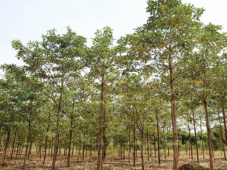 3 ஆண்டுகள், ரூ.3,50,000... எரிசக்திக்குப்
பயன்படும் தான்றிக்காய் மரம்!